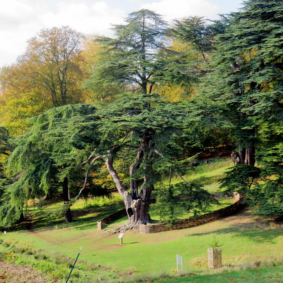 The Cedar of Lebanon