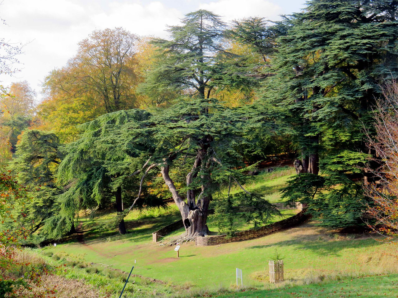 The Cedar of Lebanon