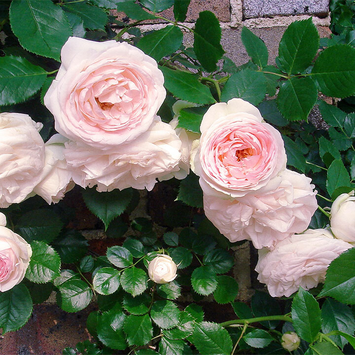 fragrant garden roses