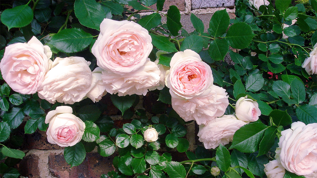 fragrant garden roses