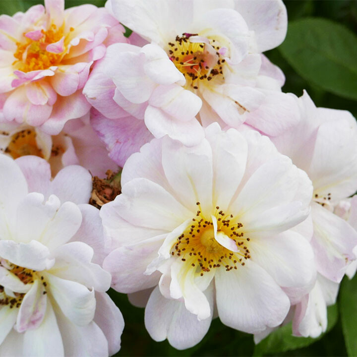 hybrid musk roses