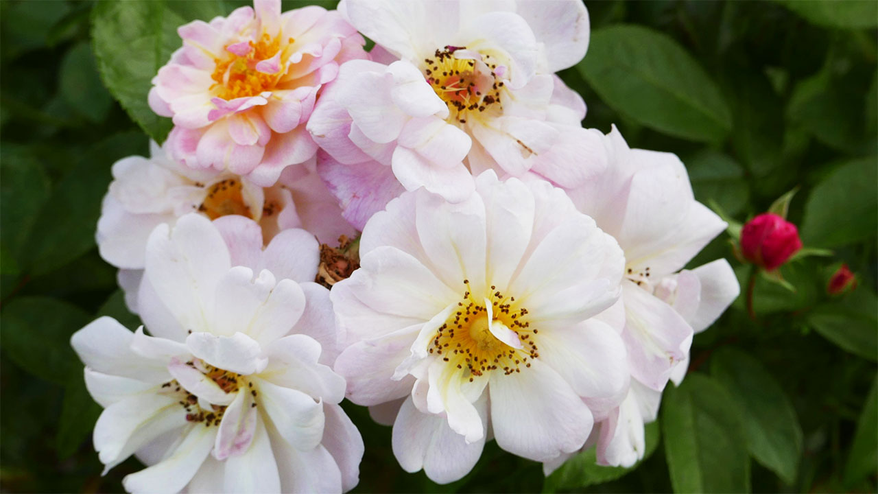 hybrid musk roses