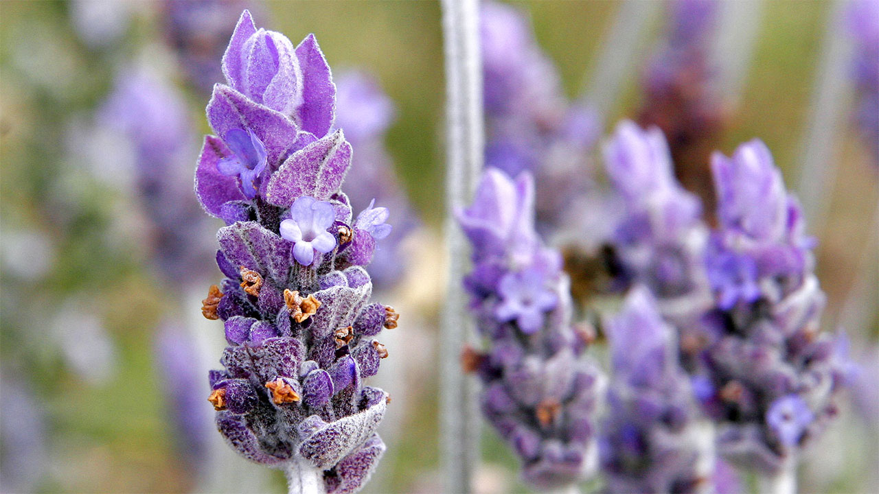 lavender flower