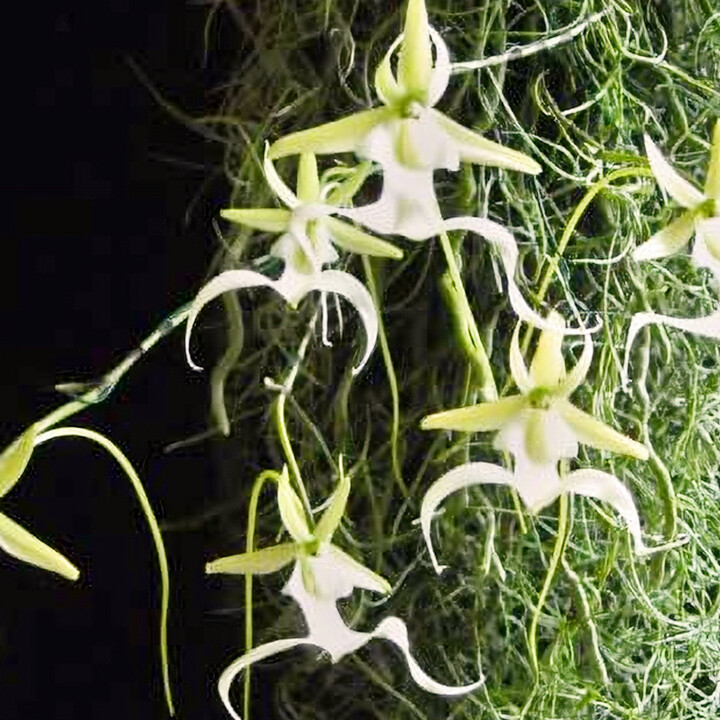 Ghost Orchid Dendrophylax lindenii