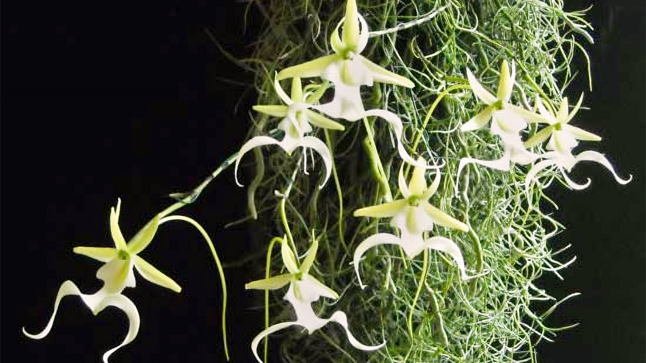 Ghost Orchid Dendrophylax lindenii