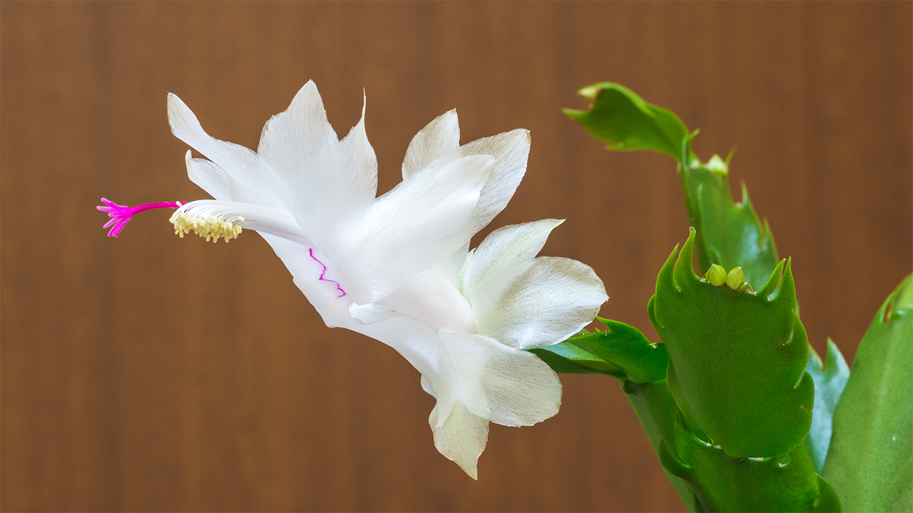 Schlumbergera Thanksgiving Cactus