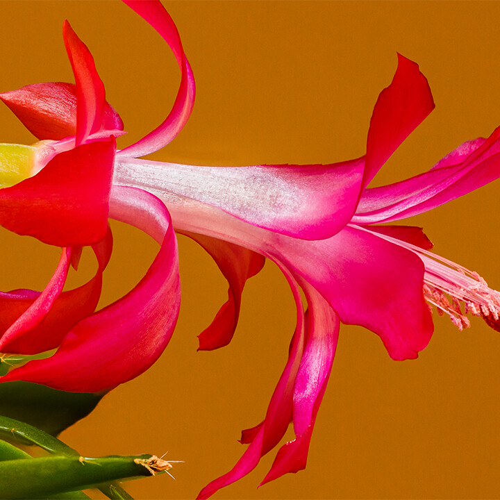 Schlumbergera Christmas Cactus