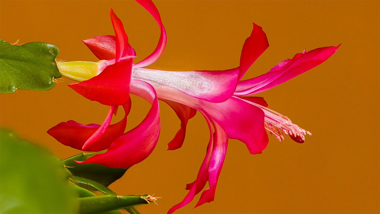 Schlumbergera Christmas Cactus