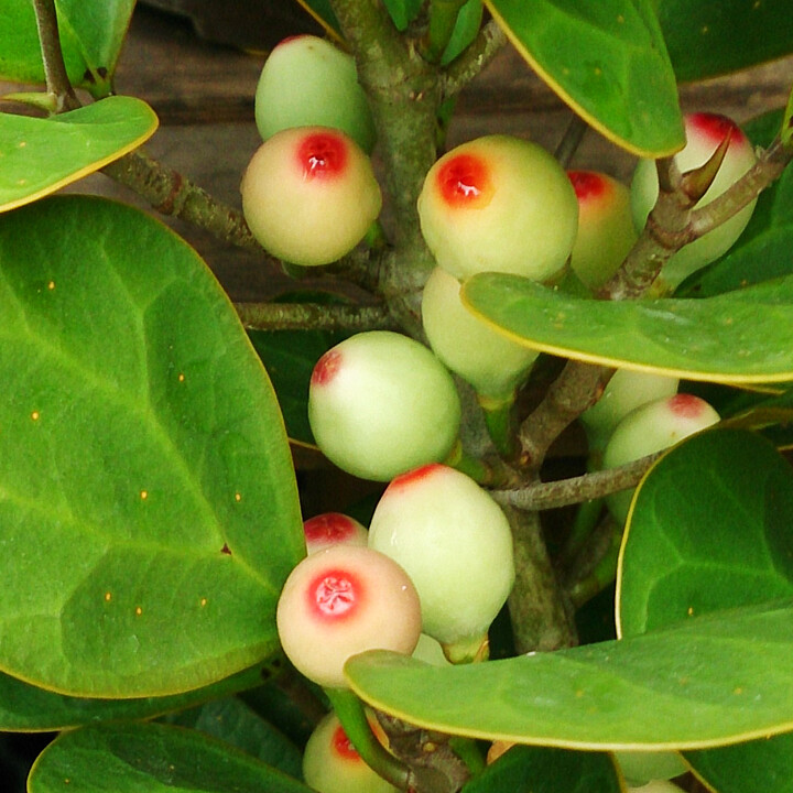 mistletoe fig