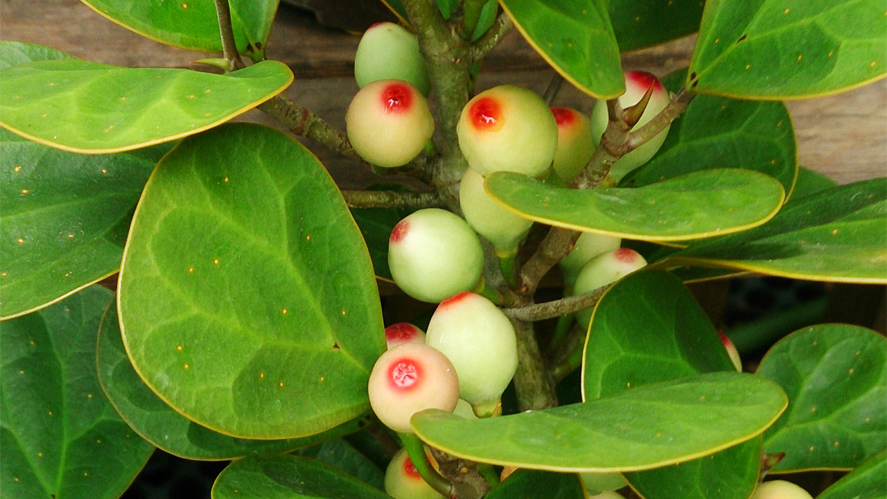 mistletoe fig