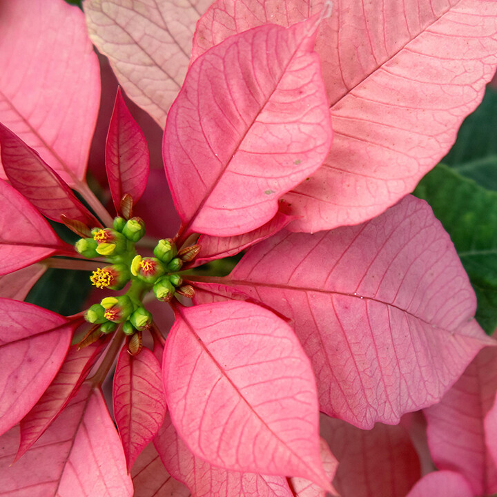 new breeds poinsettias