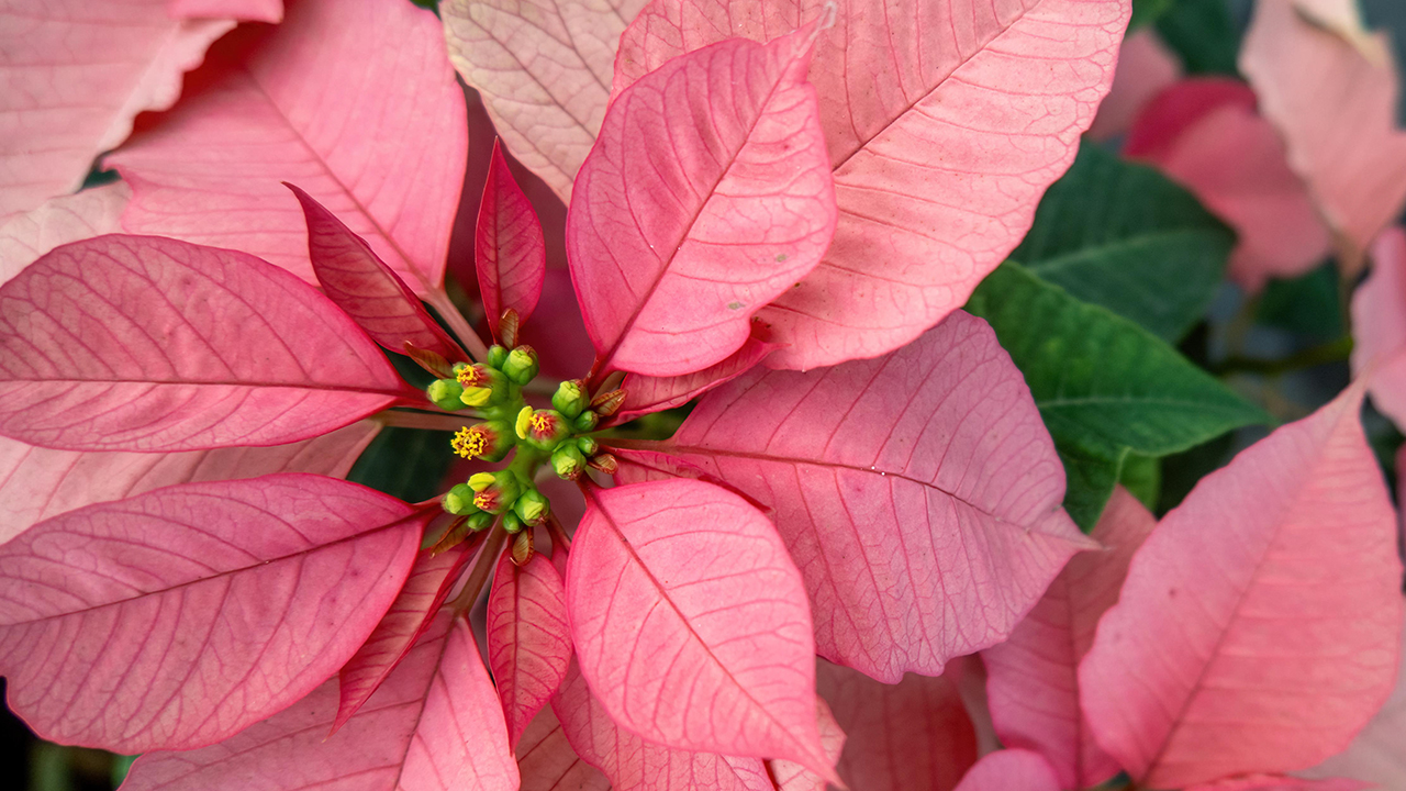 new breeds poinsettias