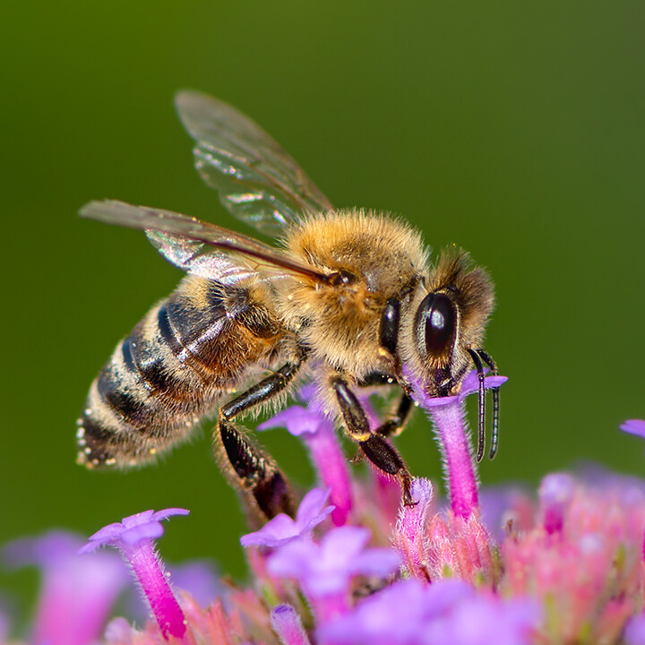 plants to attract bees