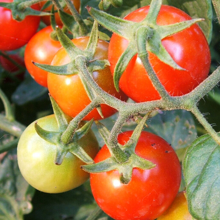 tomatoes history