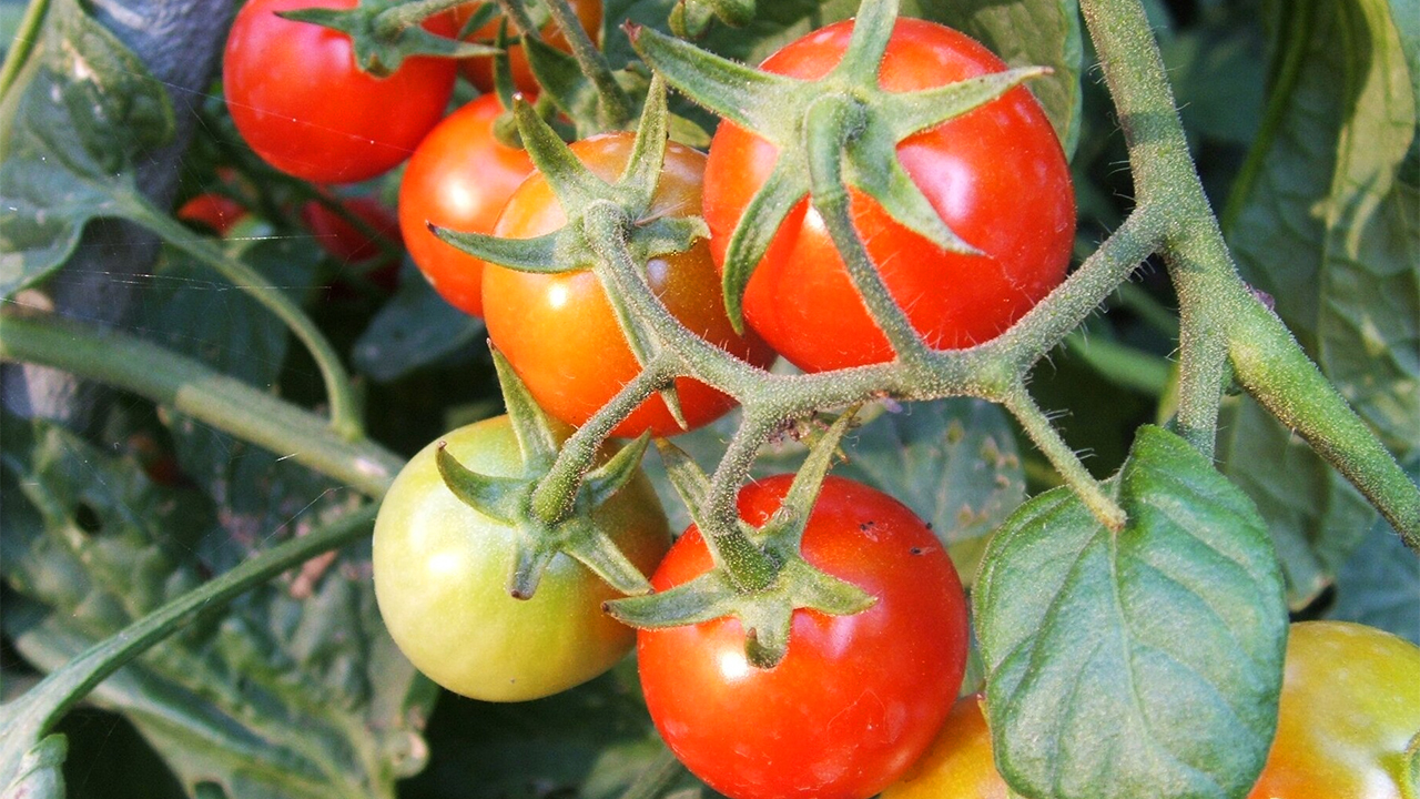 tomatoes history