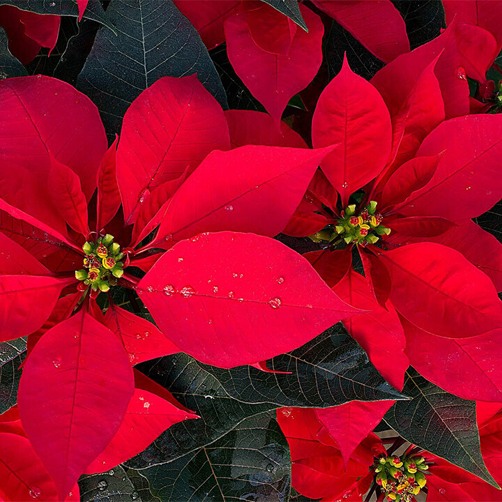 Poinsettias Care