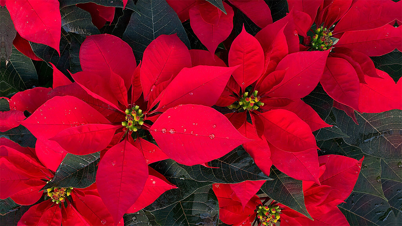 Poinsettias Care