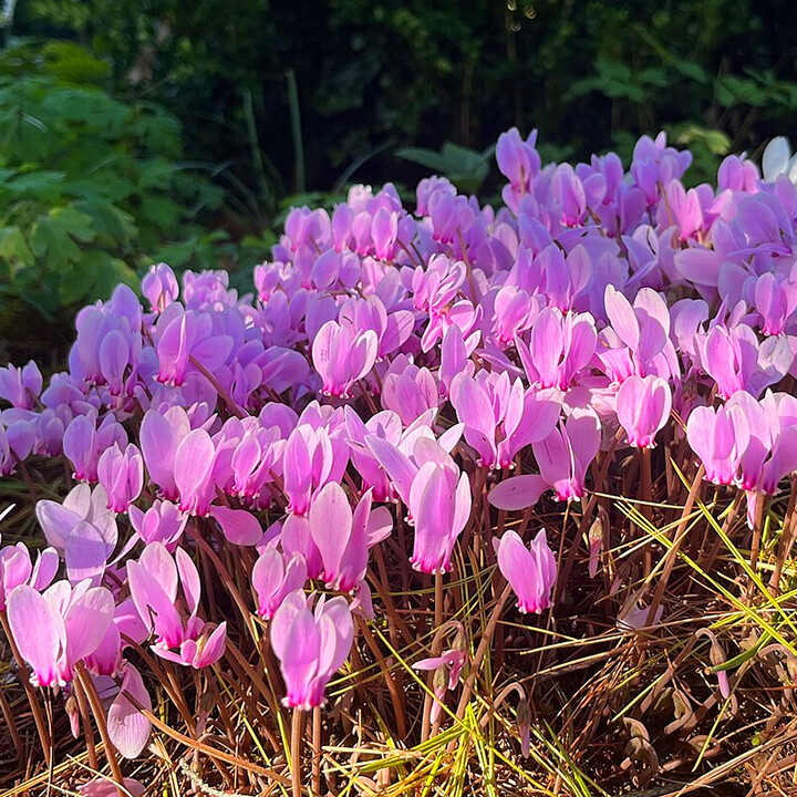 cyclamen flowering plants