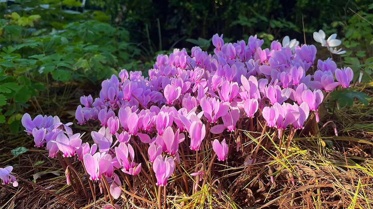 cyclamen flowering plants