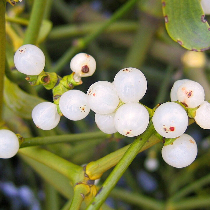 mistletoe viscum album