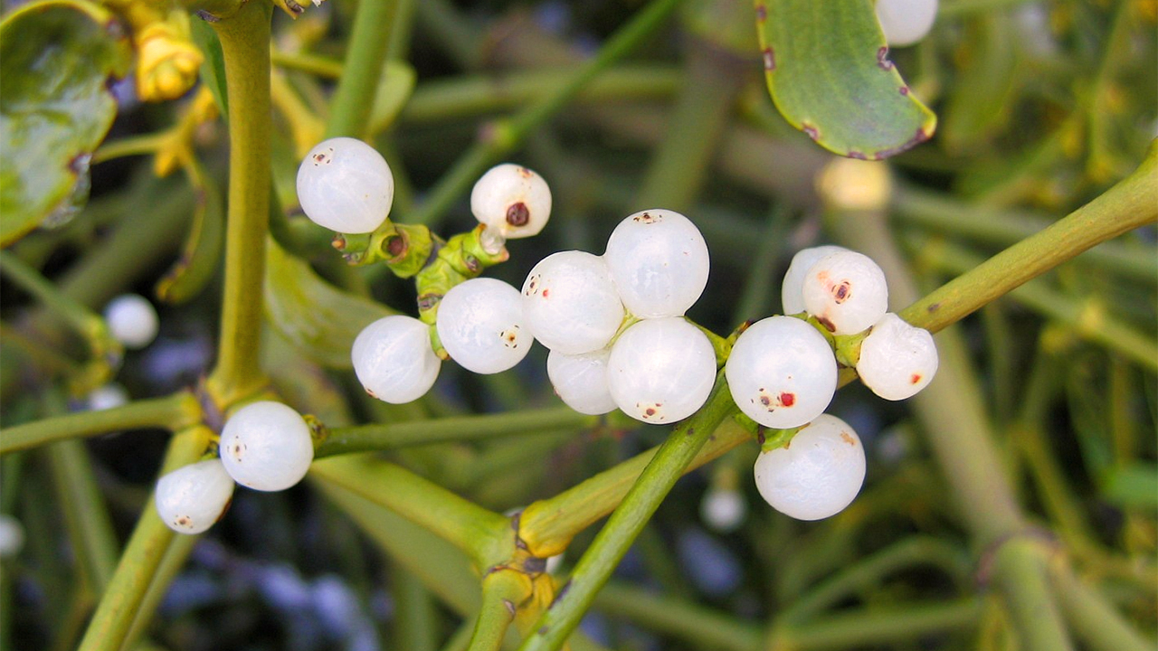 mistletoe viscum album