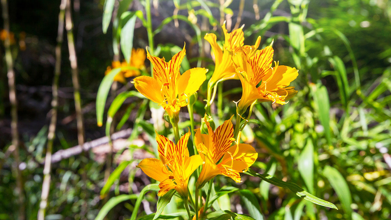 PODCAST Orchids Bamboo New Year s With John Clements 12 30 23 podcast-orchids-bamboo-new-year-s-with-john-clements-12-30-23