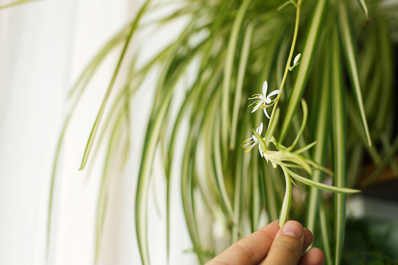 Hand holding white flowers of spider plant