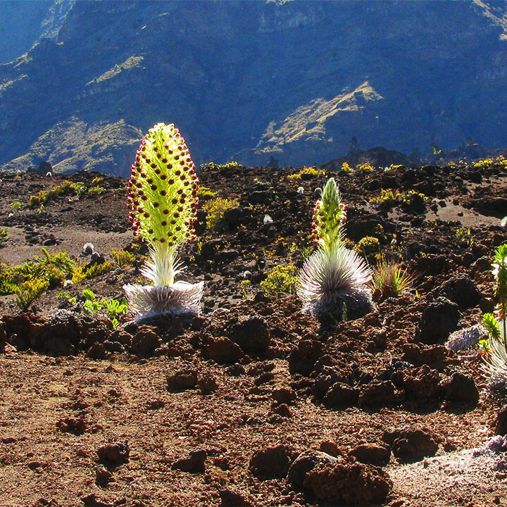 Hawaiian Silversword