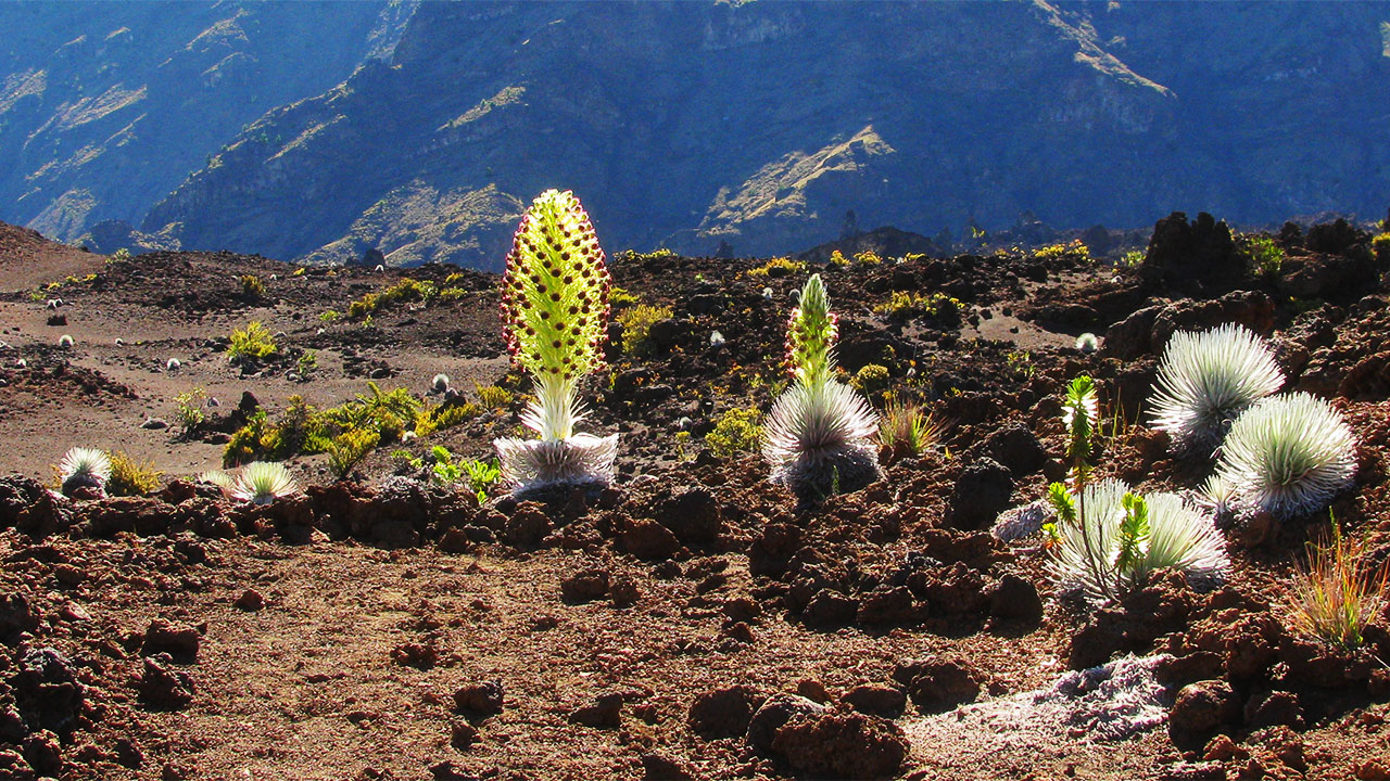 Hawaiian Silversword