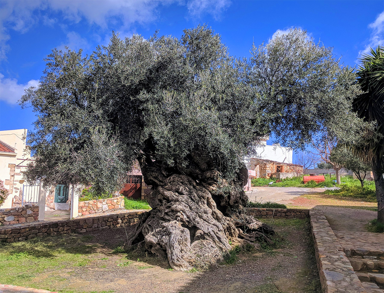 Olive Tree of Vouves