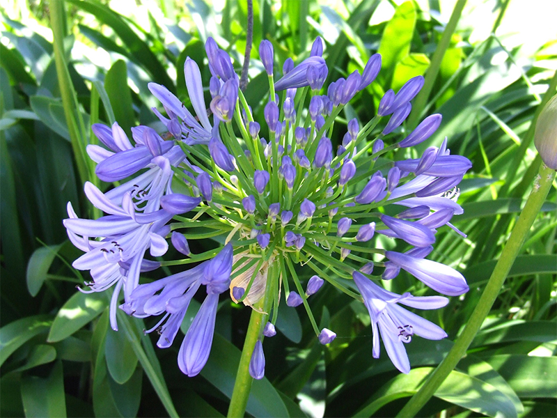 Purple Agapantha Flowers