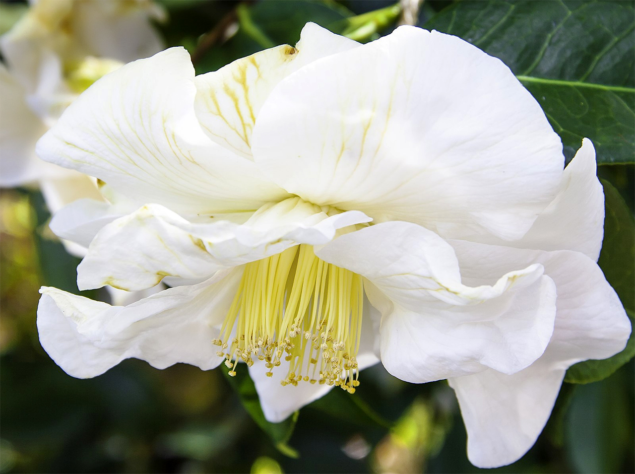 White Camellia