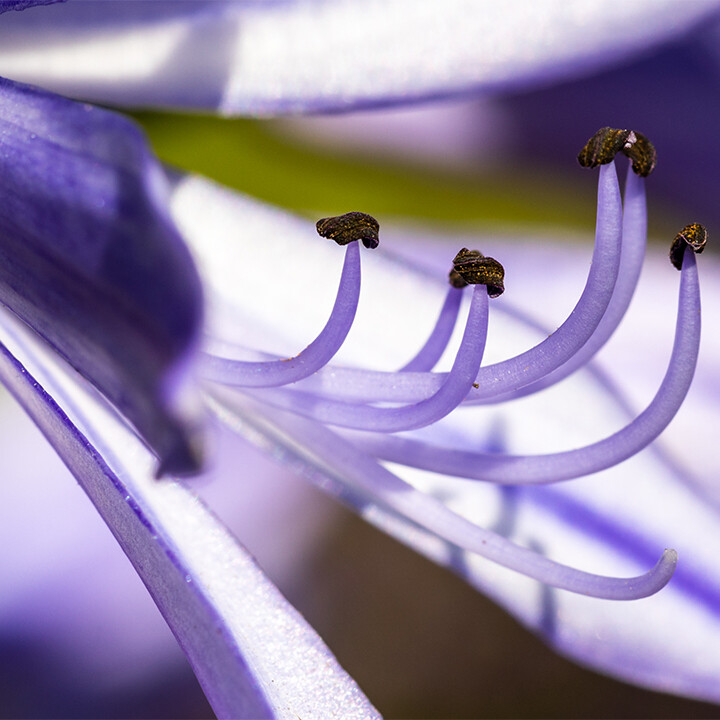 agapanthus-lily-of-the-nile