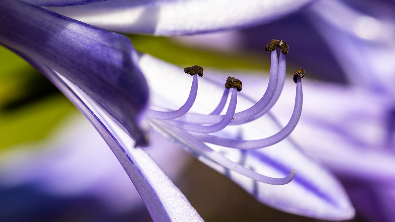 agapanthus-lily-of-the-nile