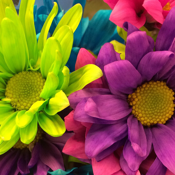 bright flowers in sensory garden