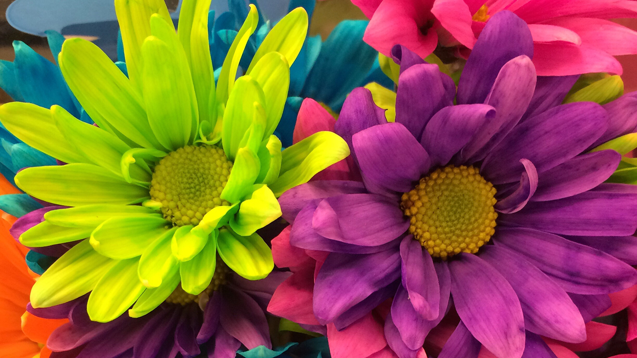 bright flowers in sensory garden