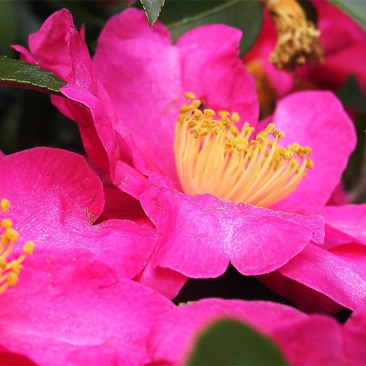 growing camellias guide