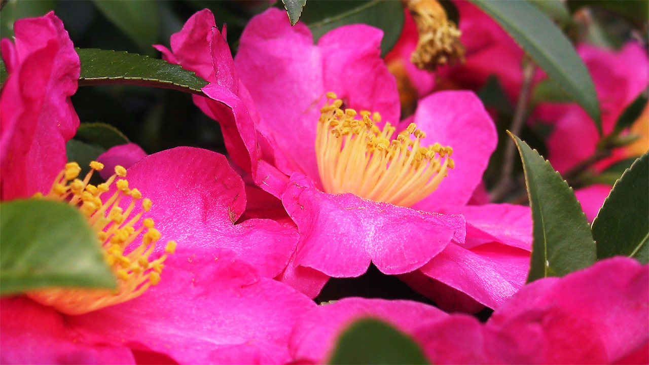 growing camellias guide