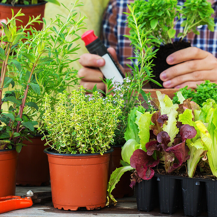 house plants craze