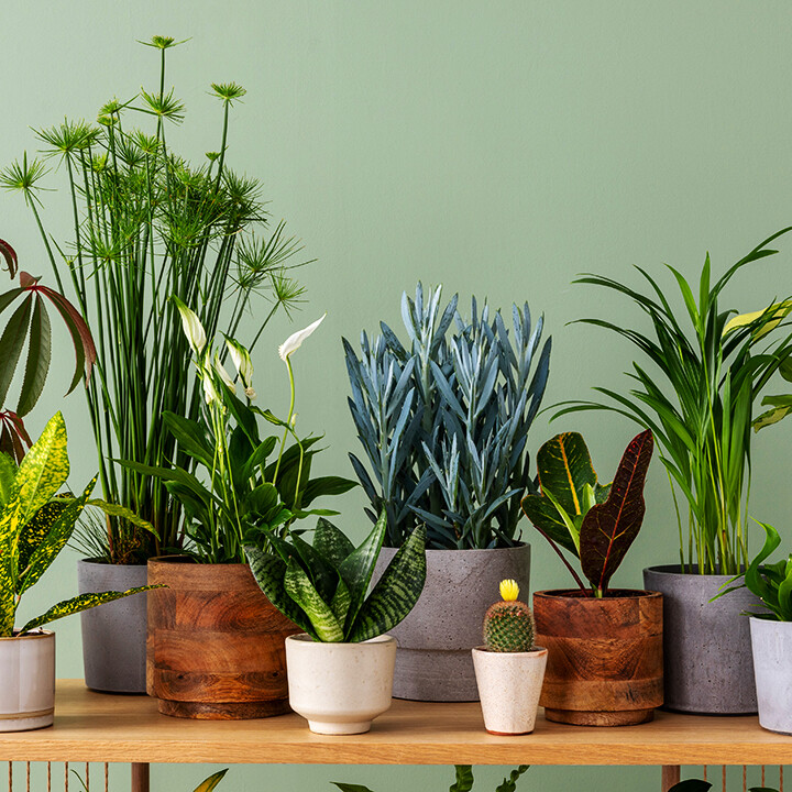 house plants