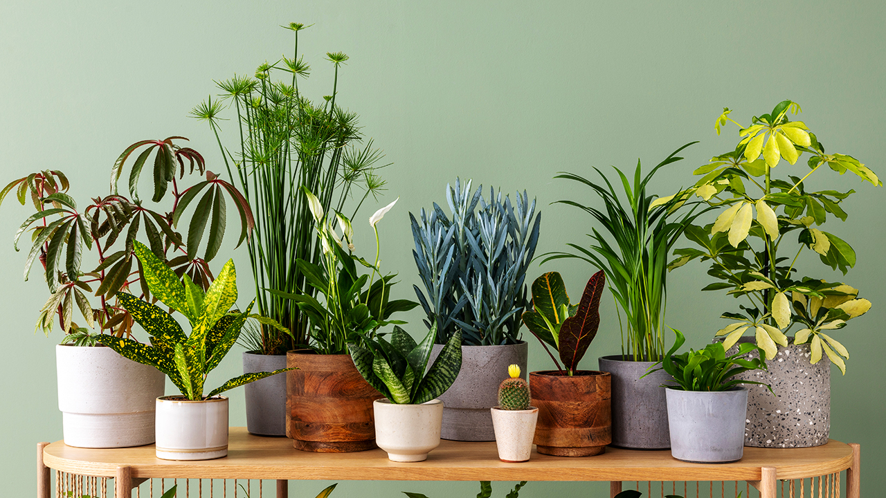 house plants