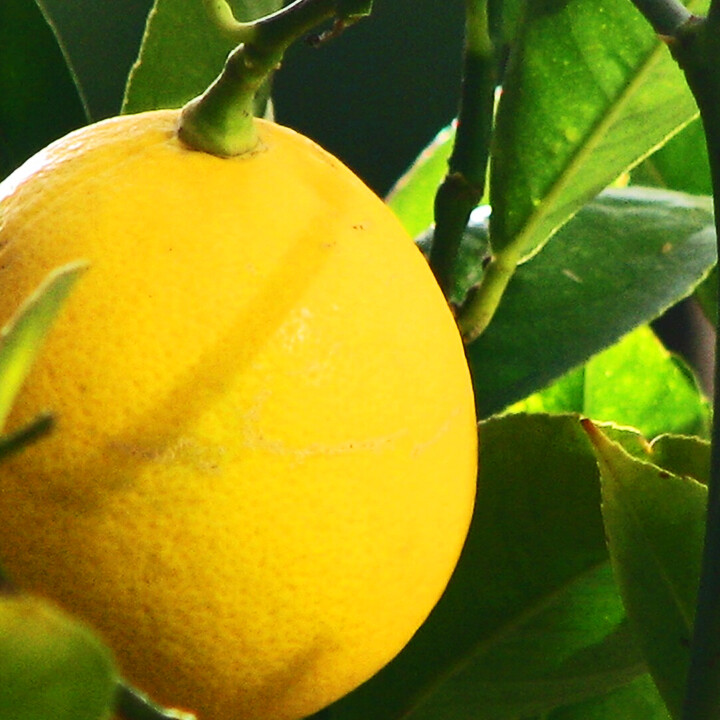 meyer lemon