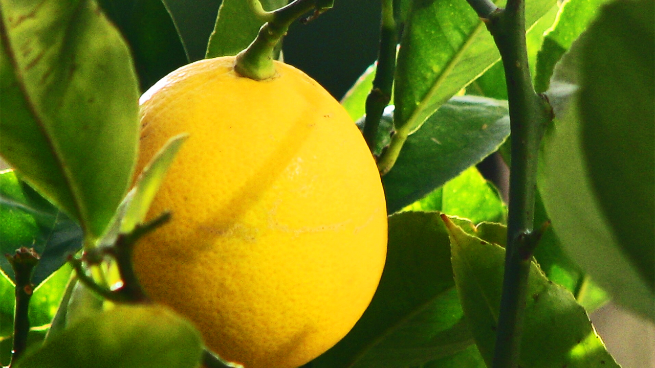 meyer lemon