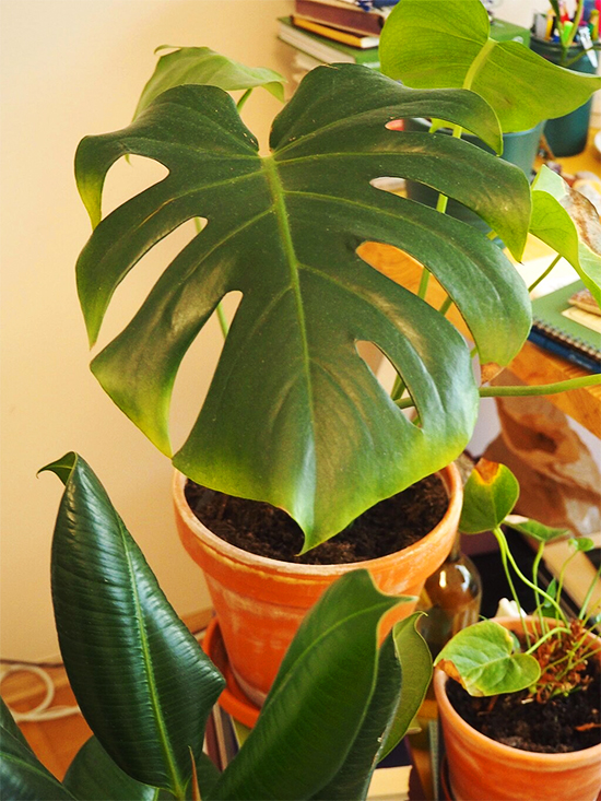 monstera deliciosa