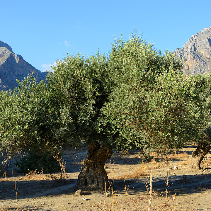 olive tree history