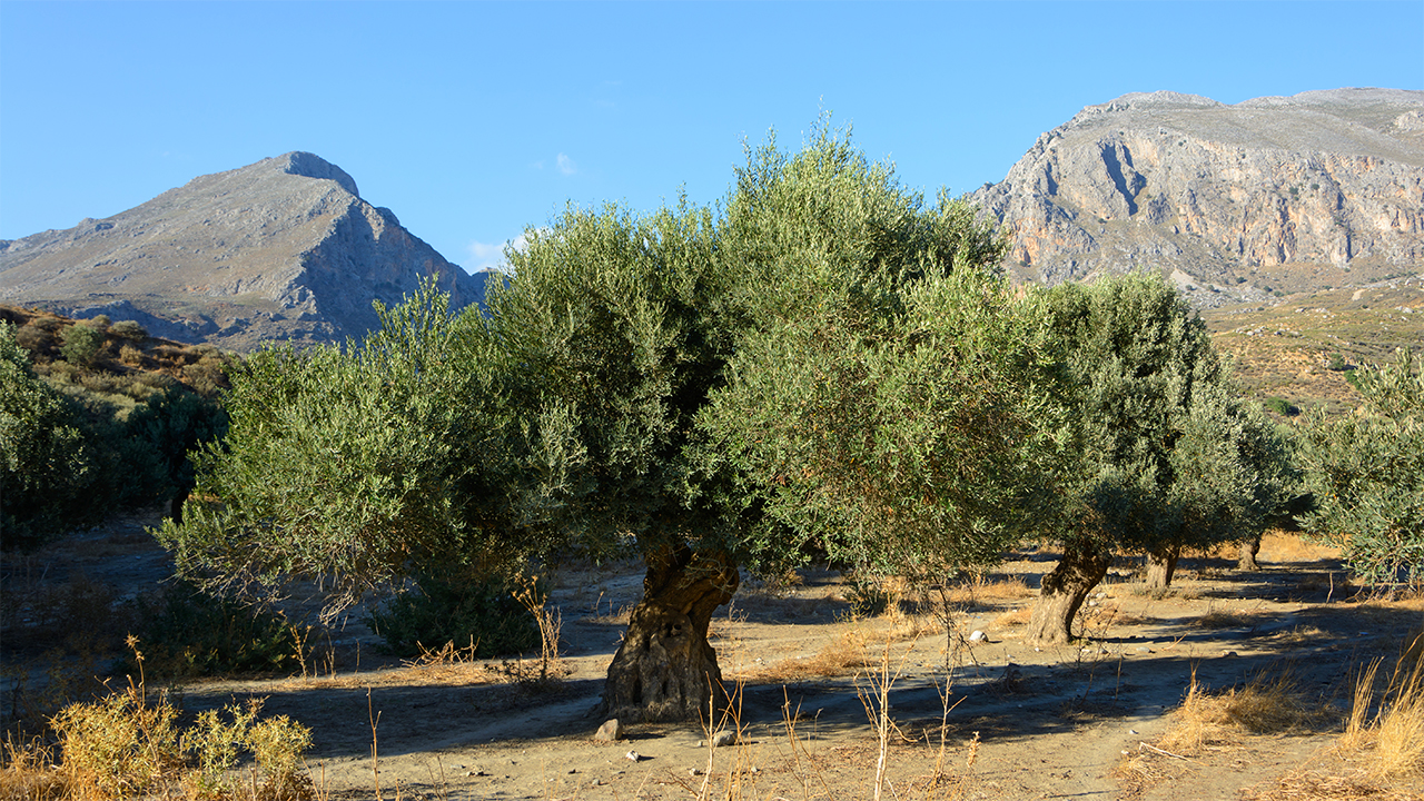 olive tree history