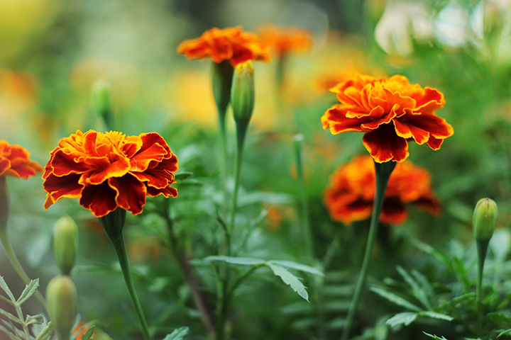warm colored marigolds for garden