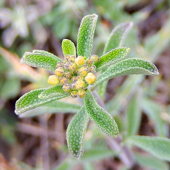 Alyssum bertolonii