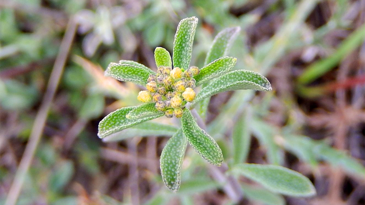 Alyssum bertolonii