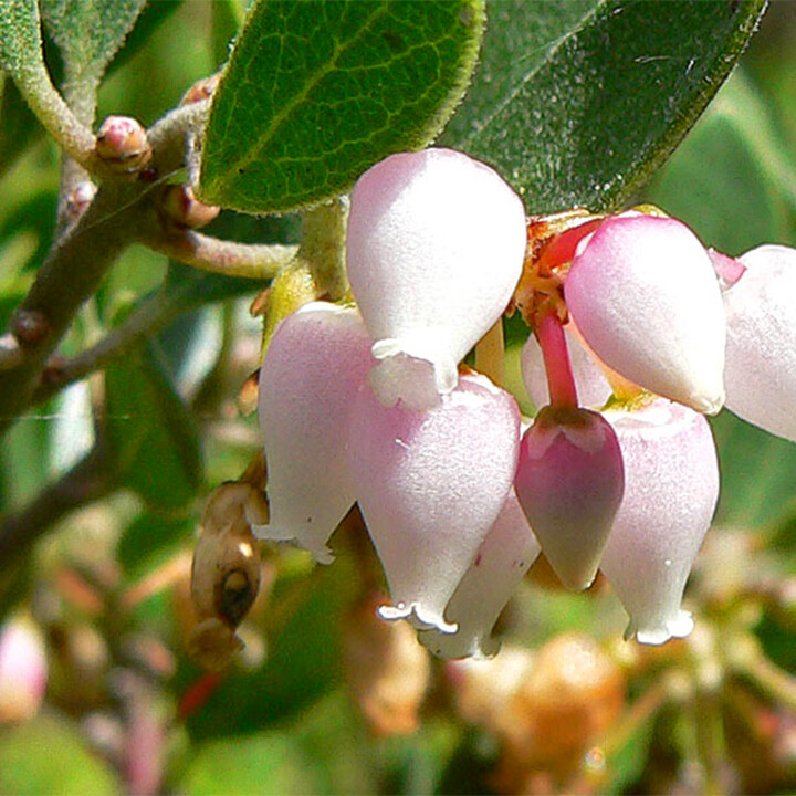 Franciscan Manzanita